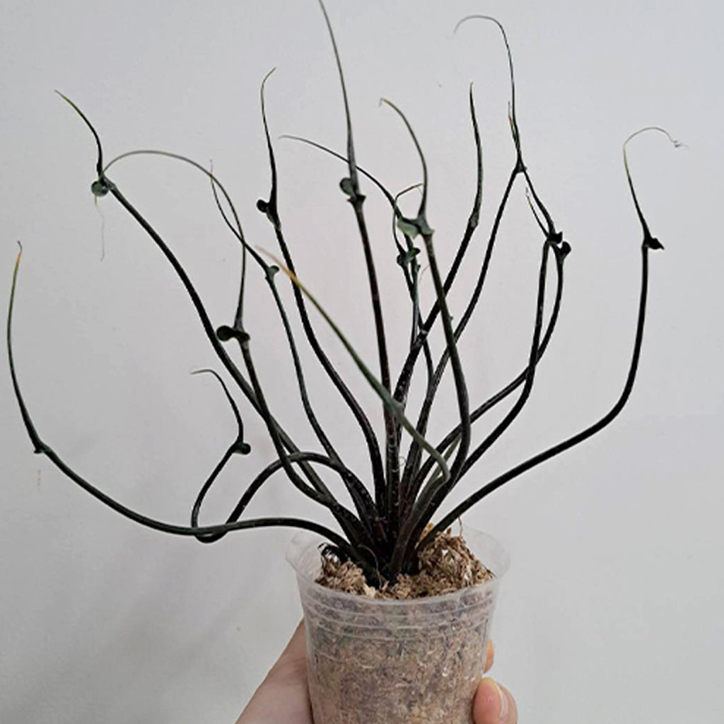 Bare-rooted]Alocasia 'Flying Squid' 飛天魷魚觀音蓮 [Dec Preorder] – Orchidmart