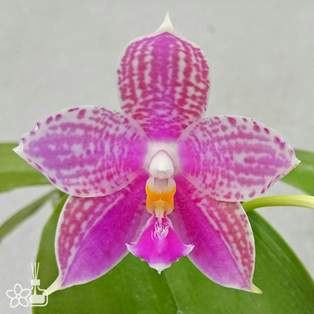 D62_1024x.jpg?v=1734605827