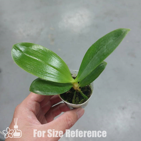 法爾。 hieroglyphica × sib 象形文字蝴蝶蘭兄弟交通