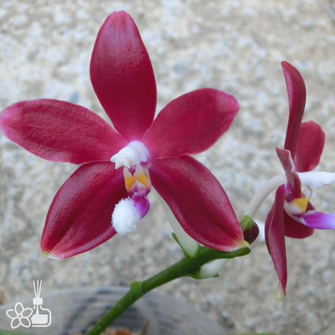 Phal. tetraspis Red 紅盾