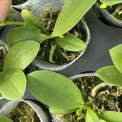 Phal. Evarise Blue Angel ‘purple halo’  芋兔