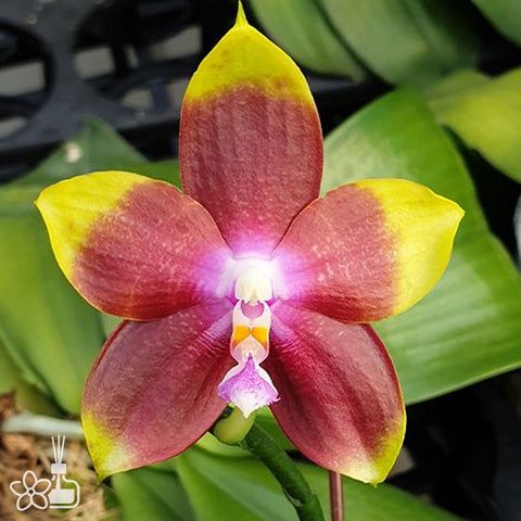 Phal. Tying Shin Fly Eagle 'Miki' 飛鷹 'Miki'