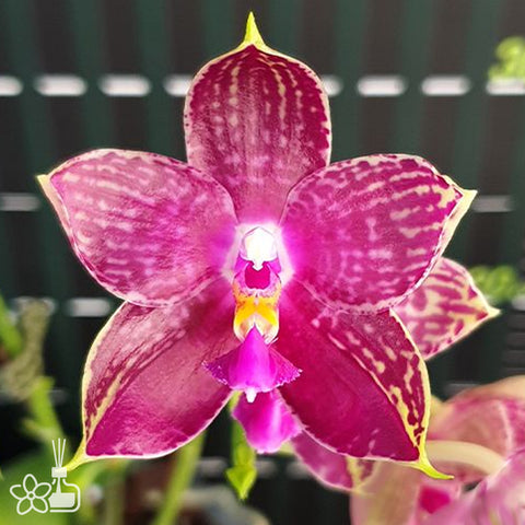 Phal. Lyndon Mix Zebra '826' 林登斑馬 '826'
