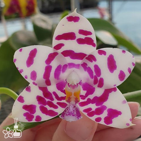 Phal. KS Super Zebra '183' 超級斑馬 '183'