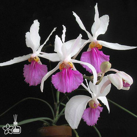 Holcoglossum  kimballianum  管葉槽舌蘭