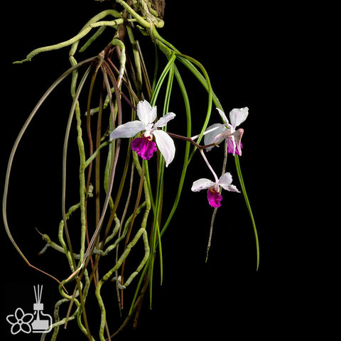 Holcoglossum  kimballianum  管葉槽舌蘭
