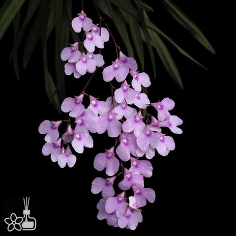 Ionopsis utricularioides 擬堇花蘭