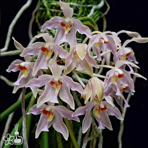 Paraphalaenopsis laycockii	粉色棒葉蝴蝶