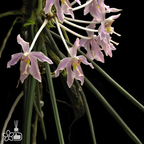 Paraphalaenopsis laycockii	粉色棒葉蝴蝶
