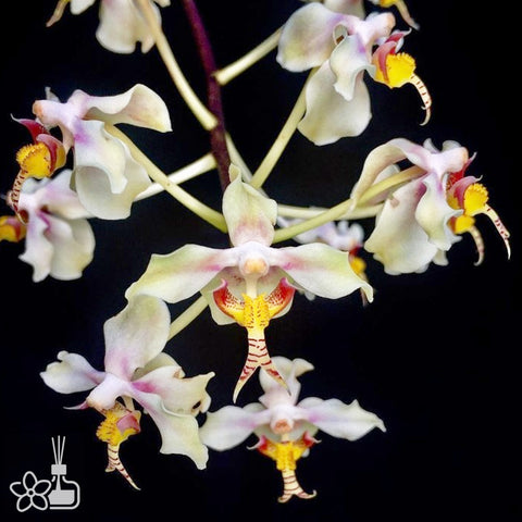 Paraphalaenopsis serpentilingua 蛇舌棒葉蝴蝶