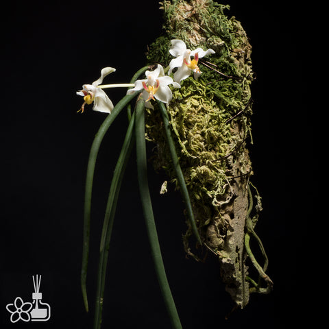 Paraphalaenopsis serpentilingua 蛇舌棒葉蝴蝶