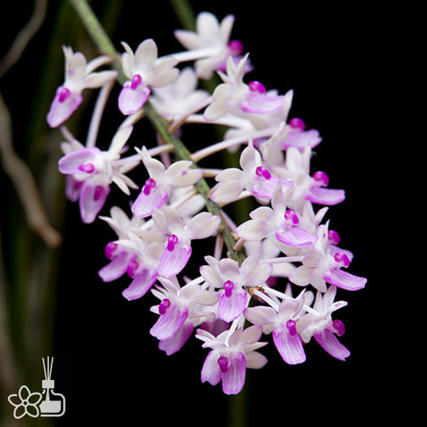 Seidenfadenia mitrata 粉花棒葉指甲蘭