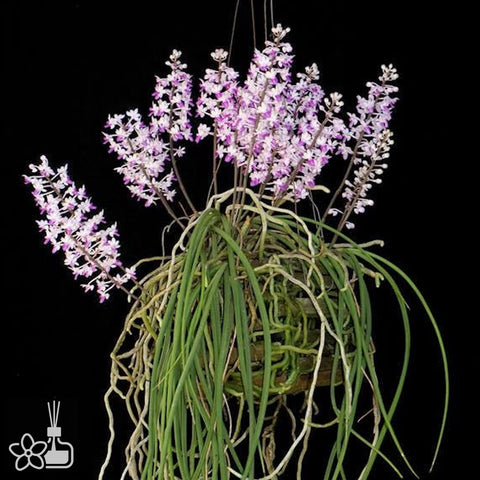 Seidenfadenia mitrata 粉花棒葉指甲蘭