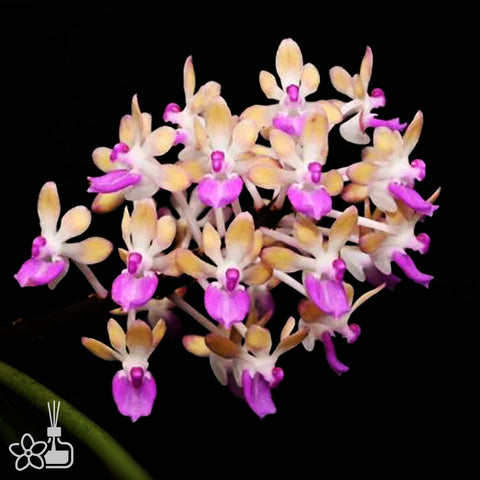 Seidenfadenia mitrata yellow 黃花棒葉指甲蘭