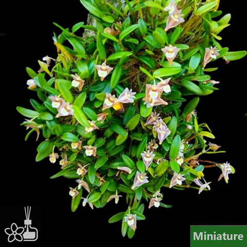 Dendrobium pachyphyllum 厚叶石斛