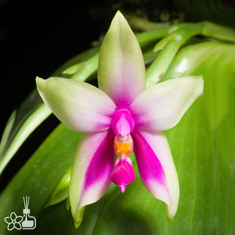 Phal. bellina x sib (fire type) 火字貝利那