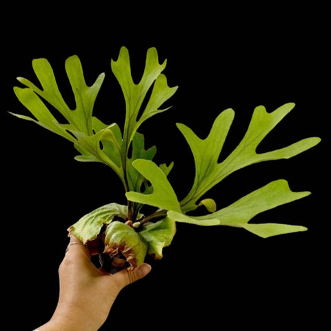 Platycerium ridleyi 猴腦鹿角蕨