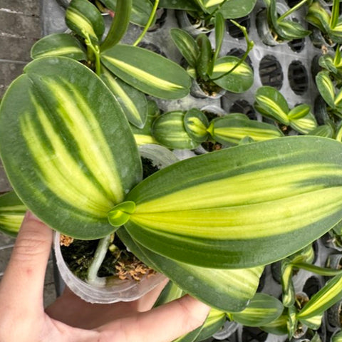 Phalaenopsis amabilis (Inner Variegated) 阿嬤內藝