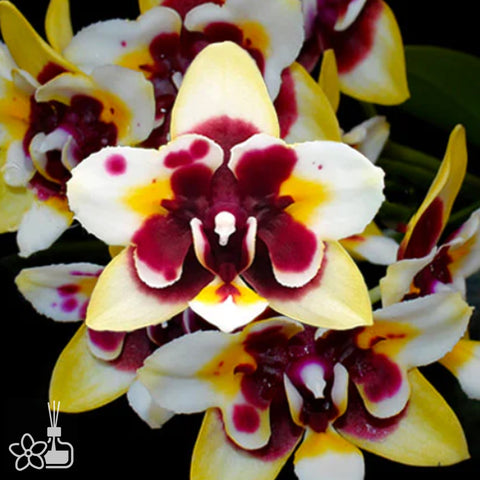 Phal. Yaphon Star Diamond ‘6601’ AM/AOS  雅風星鑽