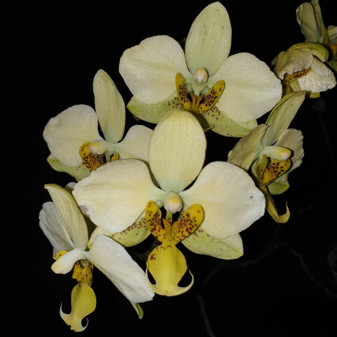 Phal. stuartiana var. nobilis 黃花史塔基