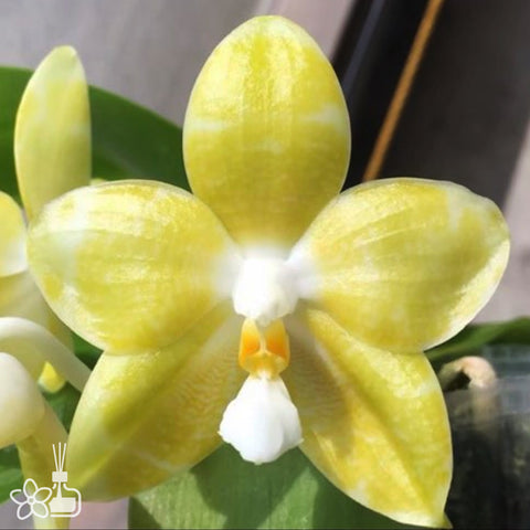 Phal. Yaphon Love Song ‘MY#2‘ 雅風情歌“MY#2”