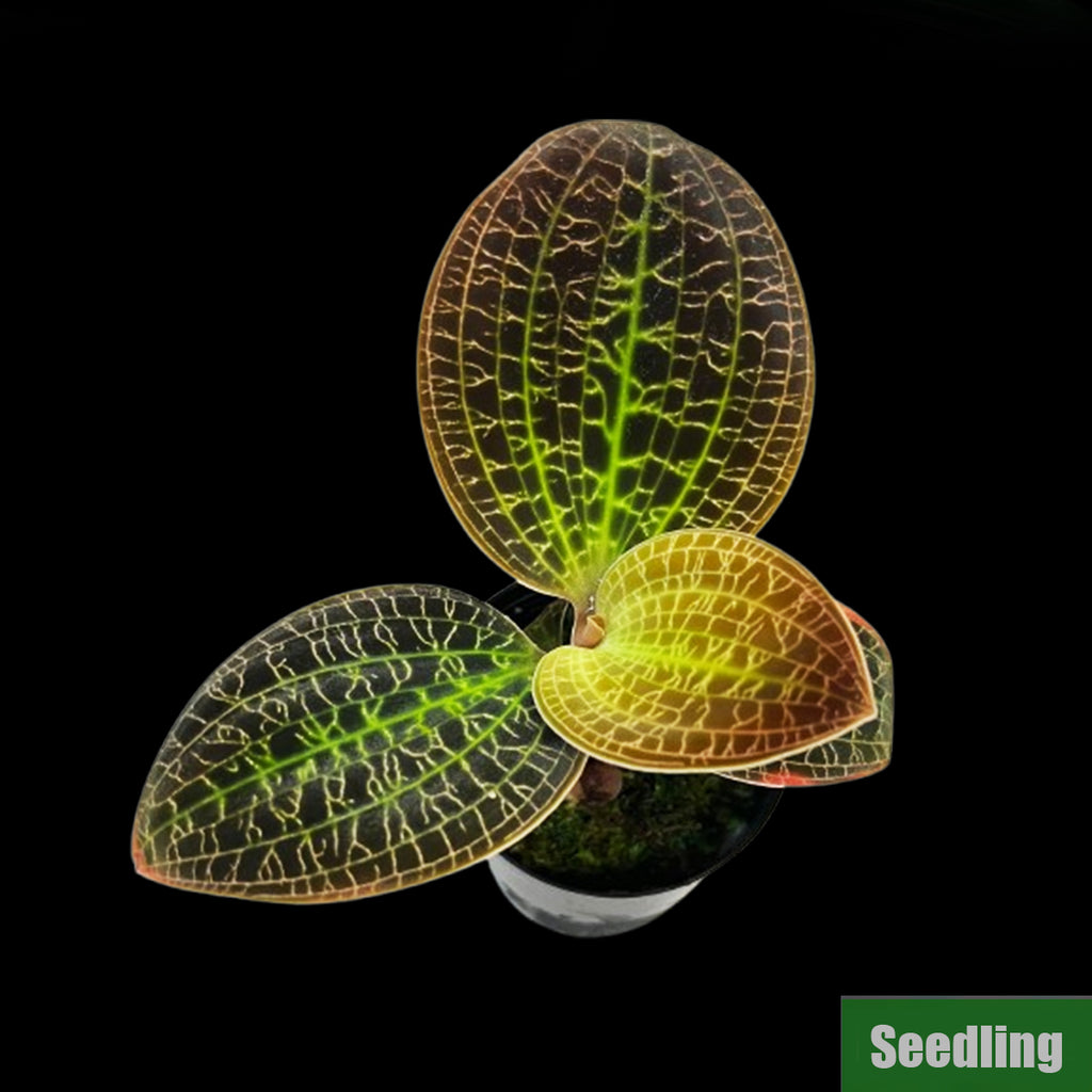 Bare-root]Dossinia marmorata Seedling MA3 [Jewel Preorder