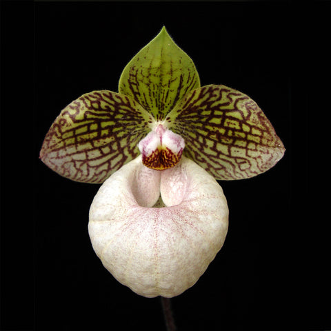 法爾。 speciosa "Mauve" 罩花蝴蝶“芋頭色”