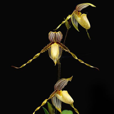 法爾。 speciosa "Mauve" 罩花蝴蝶“芋頭色”