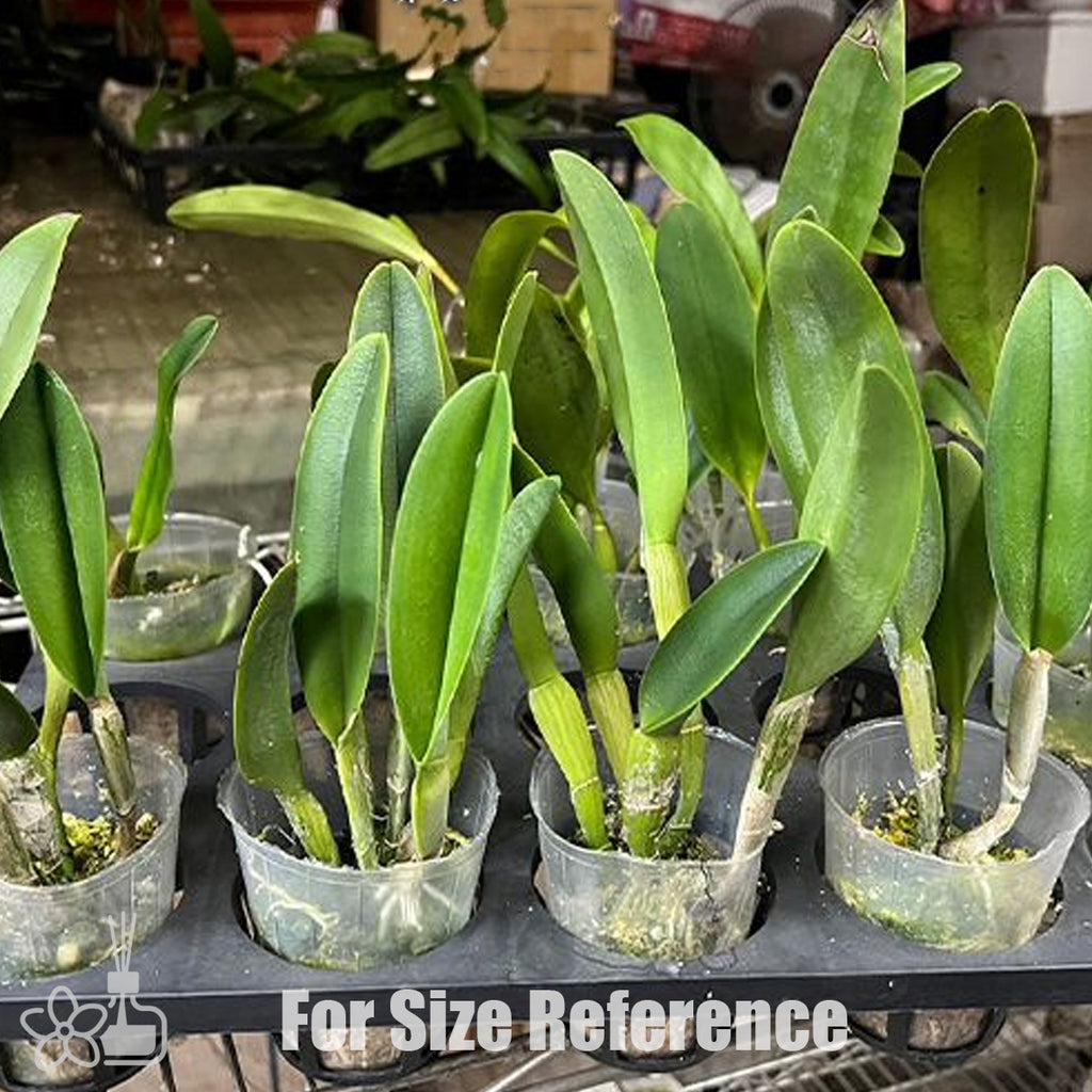 Bare-Root]Rl. digbyana 'Green Giant' FCC/AOS 大豬哥 [Jun Preorder