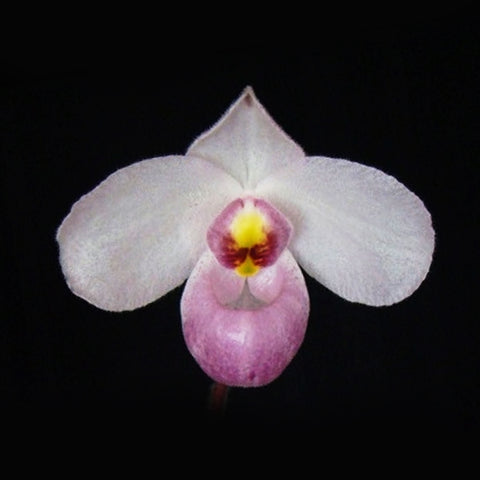 帕夫。 leucochilum × sib 尼克兄弟交