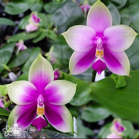 法爾。 speciosa "Mauve" 罩花蝴蝶“芋頭色”