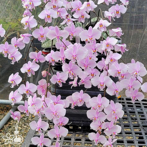 Phal. schilleriana "Madonna" 麥當娜