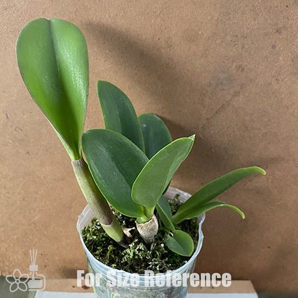 ロドリゲス Bare-Root]Ctt. Doris and Byron 'Christmas Rose' 聖誕玫瑰 [Jun