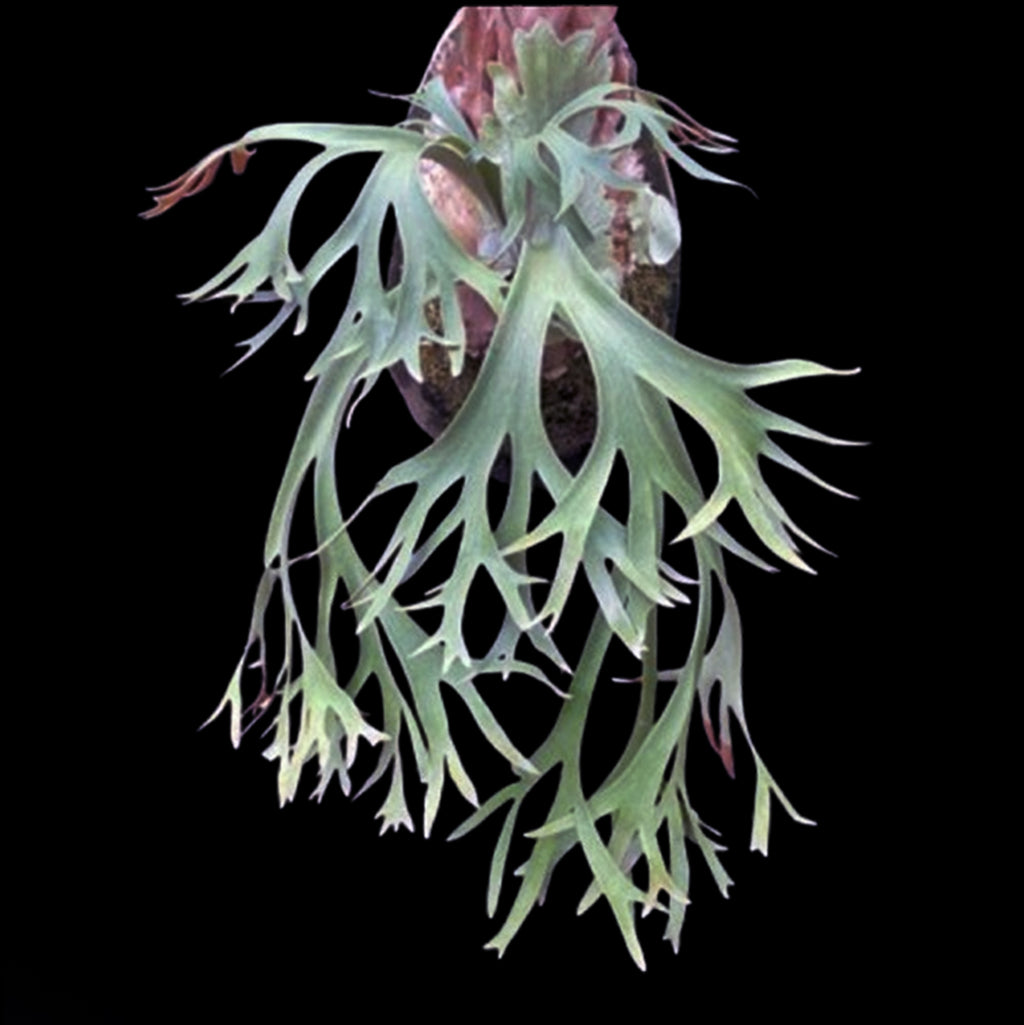 ビカクシダ P.willinckii Thousands of arrows fired Rooted] Platy. willinckii 'Thousands of arrows fired' 短手爪哇'萬