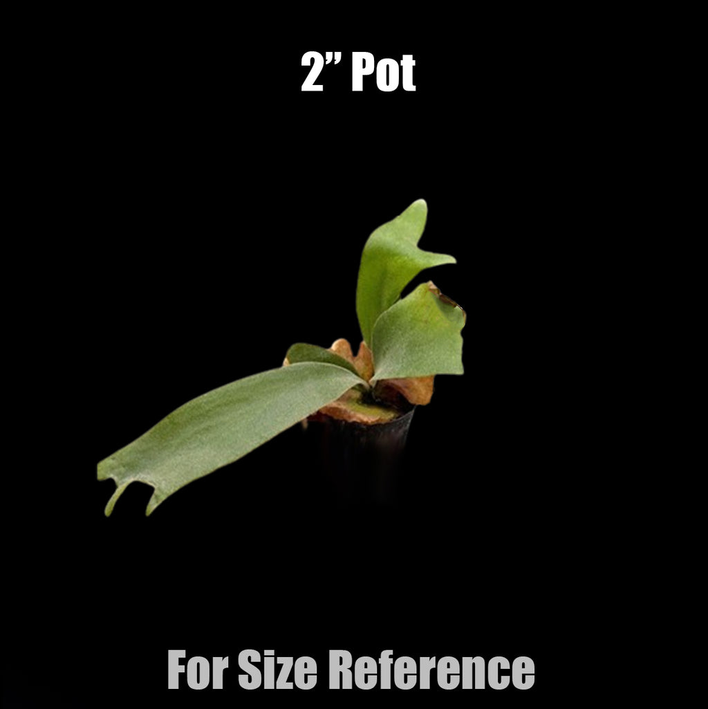 Rooted] Platy. willinckii 'Thousands of arrows fired' 短手爪哇'萬