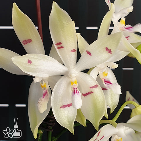 法爾。 speciosa "Mauve" 罩花蝴蝶“芋頭色”