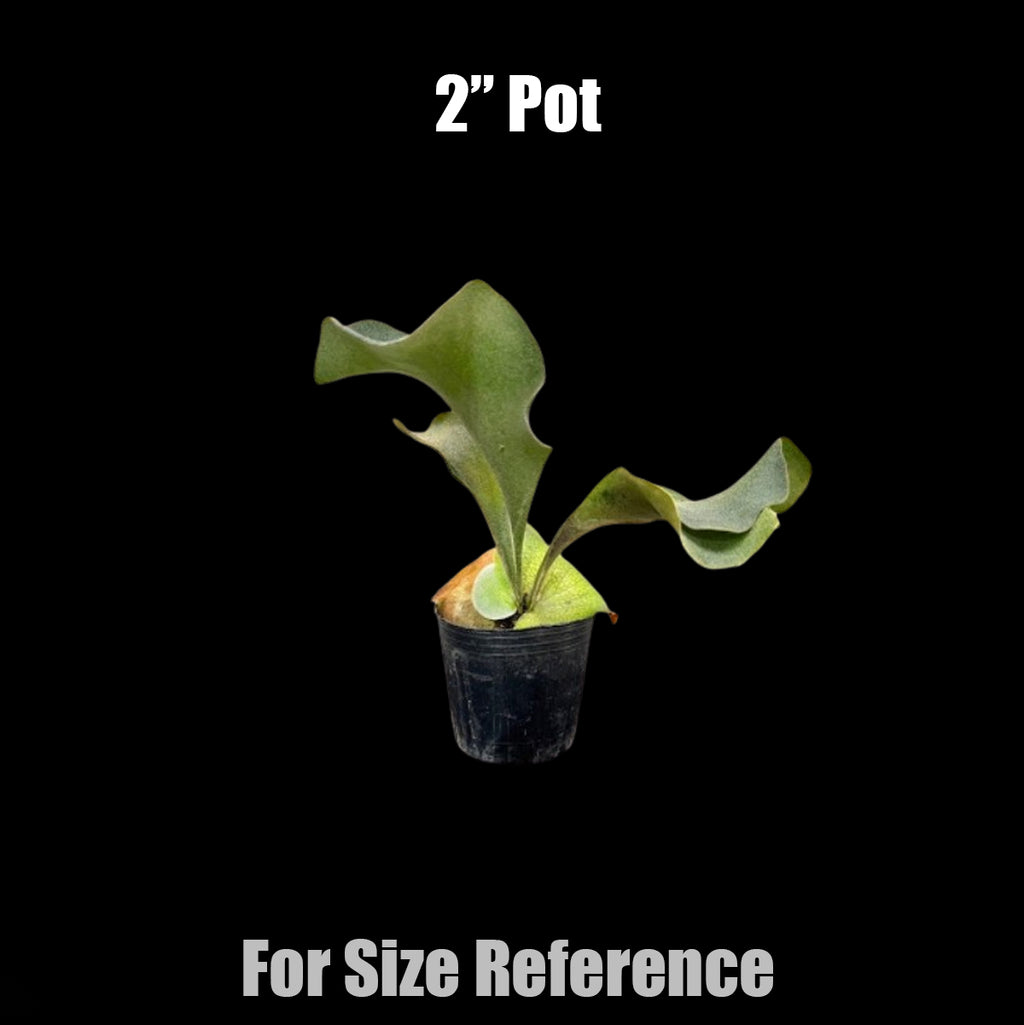 Bare-rooted]Platy. FSQ 'Spore' [Jun Platy 25] – Orchidmart