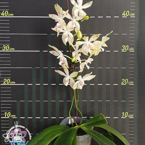 法爾。 speciosa "Mauve" 罩花蝴蝶“芋頭色”