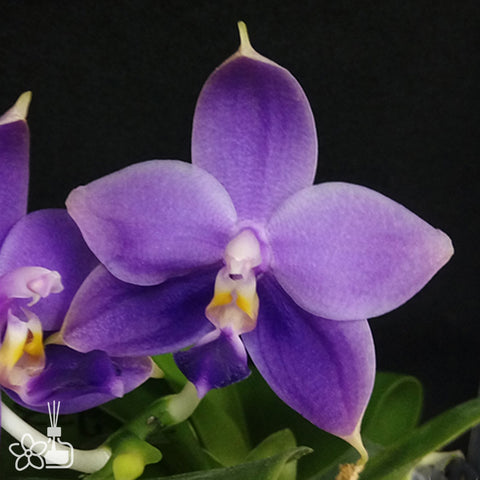 法爾。 tetraspis 'Wisp' 罩花蝴蝶 '青縷'