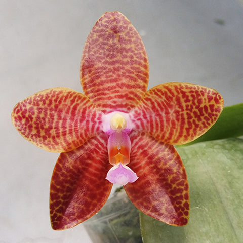 法爾。 tetraspis 'Wisp' 罩花蝴蝶 '青縷'
