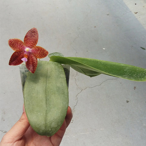 法爾。 tetraspis 'Wisp' 罩花蝴蝶 '青縷'