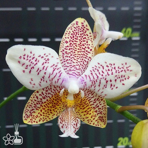 法爾。 tetraspis 'Wisp' 罩花蝴蝶 '青縷'