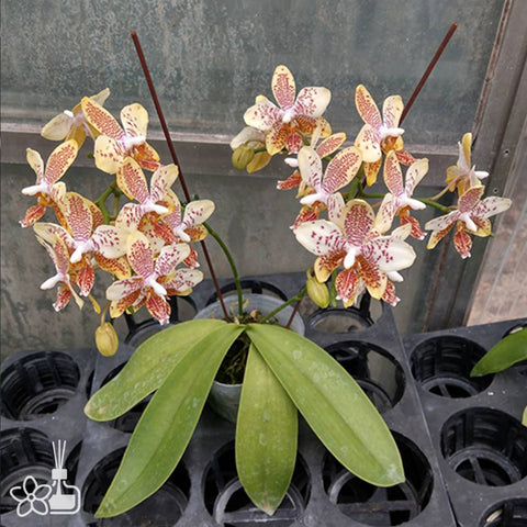 法爾。 tetraspis 'Wisp' 罩花蝴蝶 '青縷'