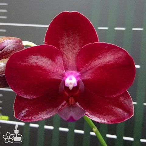 法爾。 tetraspis 'Wisp' 罩花蝴蝶 '青縷'