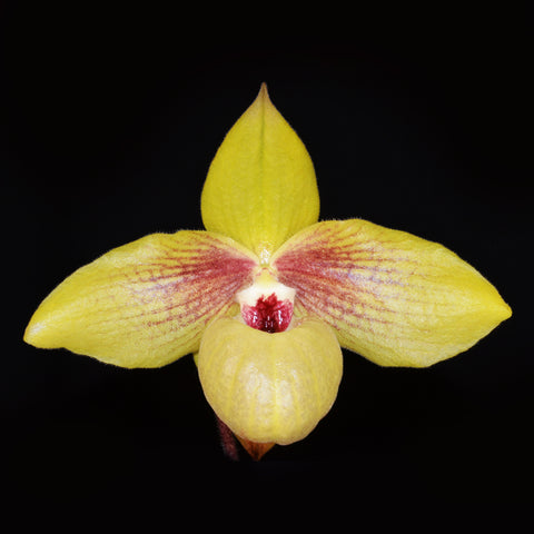 法爾。 speciosa "Mauve" 罩花蝴蝶“芋頭色”