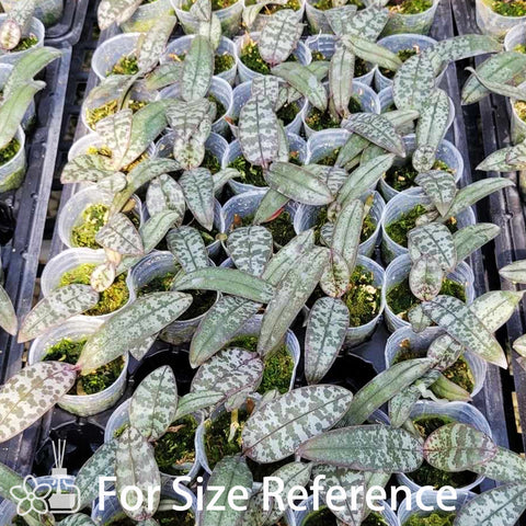 Phal. schilleriana "Madonna" 麥當娜