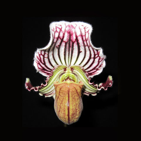 帕夫。 fairrieanum × sib 翹鬍子拖鞋蘭