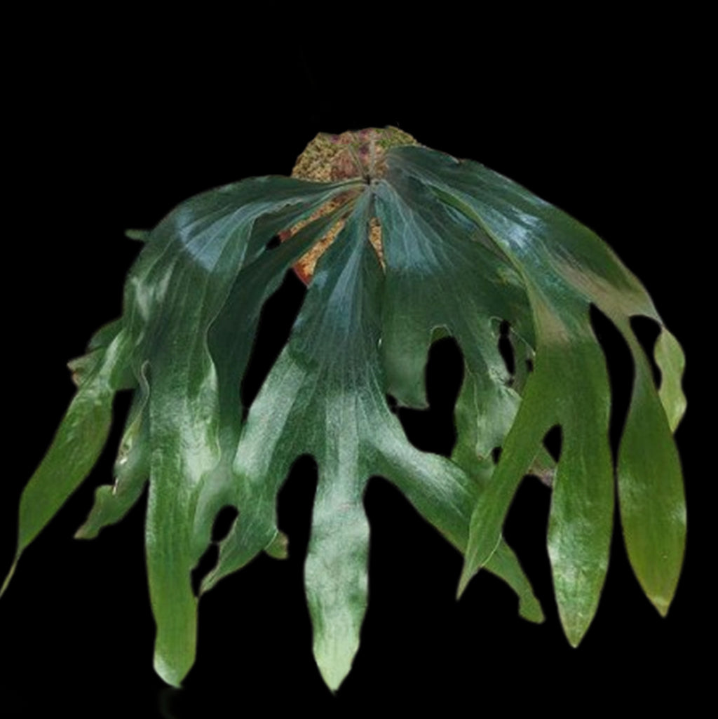 Bare-rooted]Platy. Mt Lewis × hillii 'Trident' 三叉戟鹿角蕨