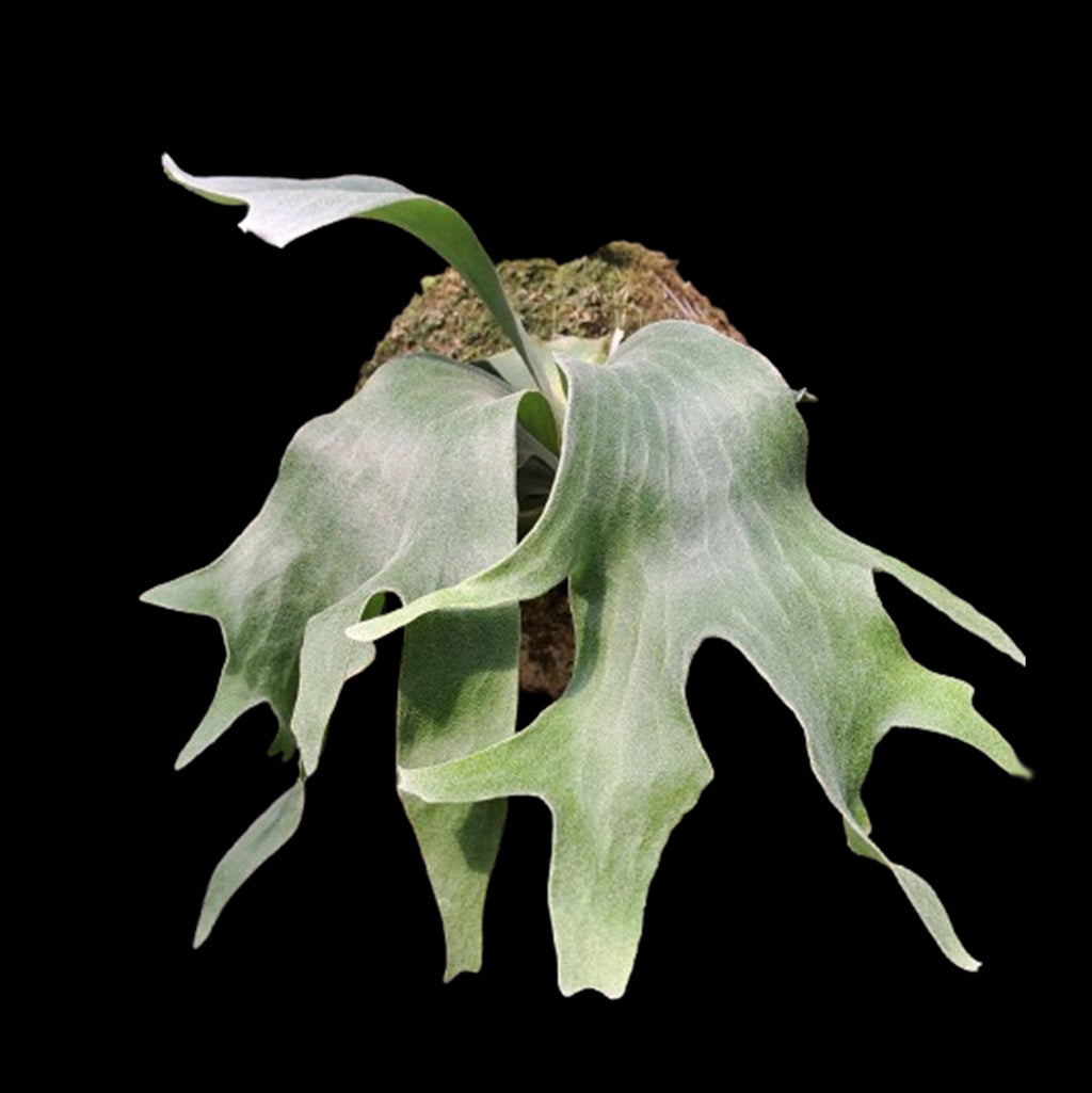 Rooted] Platy. Foongsiqi 'Geisha' 藝伎鹿角蕨 [March In stock