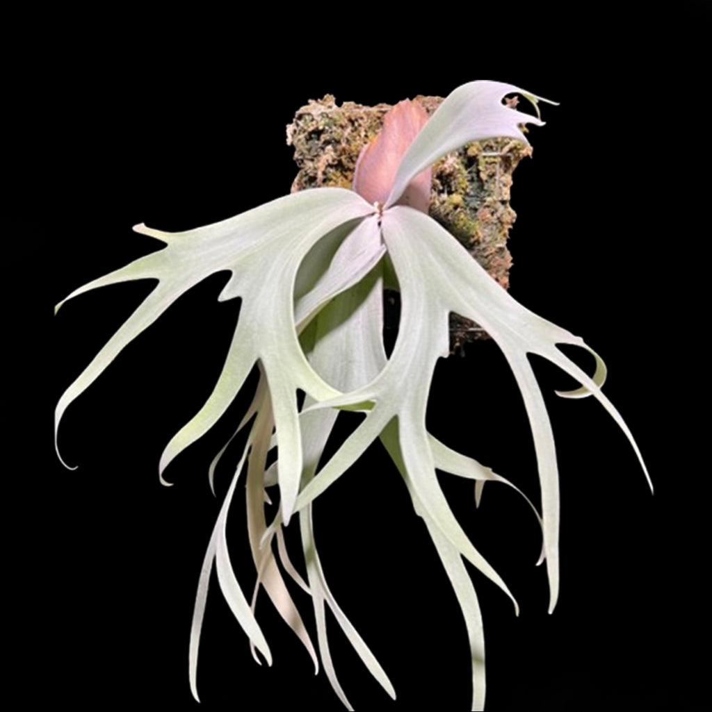 ビカクシダ P.willinckii Pearl Queen OC P.willinckii cv Pearl Queen 【artPLANTs/PLANTS GARAGE